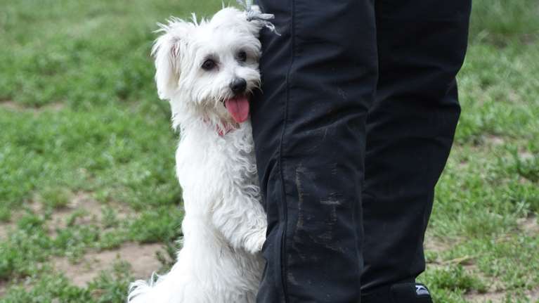 Απευαισθητοποίηση και αντιρρύθμιση: Πώς θα μετατρέψετε τα αρνητικά συναισθήματα του σκύλου σας σε θετικά