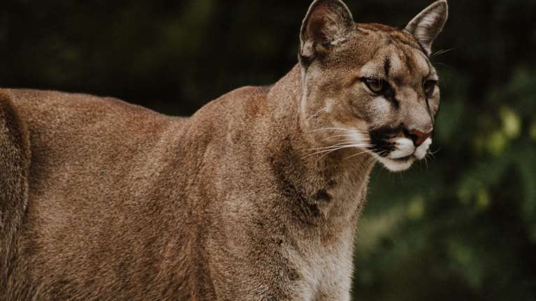 Καλιφόρνια: Μητέρα - ηρωίδα έσωσε τον 5χρονο γιο της από τα νύχια ενός λιονταριού