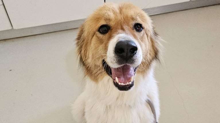 Η Μπάρμπι από το Δημοτικό Κυνοκομείο Τρίπολης: Αυτό από μόνο του λέει πολλά