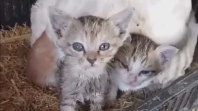 Viral η κότα στην Κρήτη που κλωσσάει... γατάκια [εικόνες]