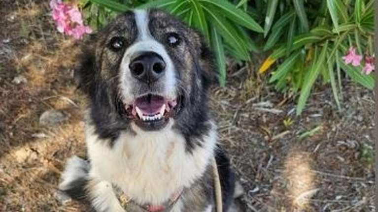 Η Αλεξία ζούσε στο κυνοκομείο Τρίπολης, σε μια πτέρυγα όπου δεν ήξερες για ποιο σκυλί να πρωτοκλάψεις