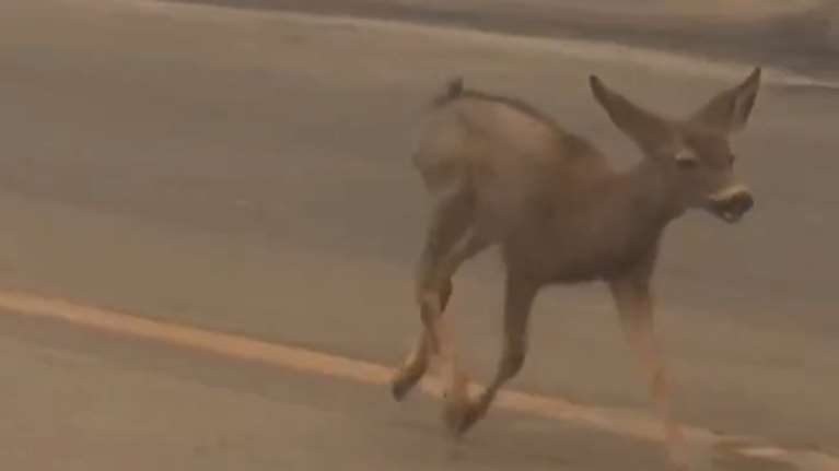 Συγκλονιστικές σκηνές στο Λος Άντζελες: Ελαφάκι τρέχει να σωθεί από τις φλόγες - Κλάματα για τη διάσωση γάτας [βίντεο]