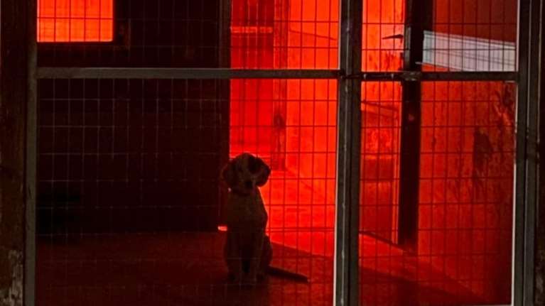 Αδέσποτα ζώα: Ποιο πλάσμα αξίζει να ζει μόνο του, χωρίς τους αγαπημένους του, στο δικό του σπίτι