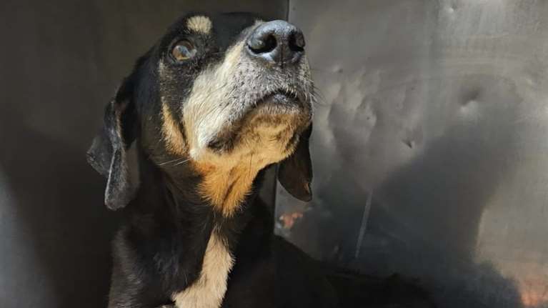 Η Βέφα: Νηστική, σκελετωμένη και μόνη, κυκλοφορούσε ψάχνοντας ένα μέρος να κουρνιάσει λίγο πριν το τέλος