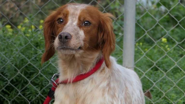 Ενα επανιελάκι από τα πιο μικροσκοπικά: Η Φράνι φοβάται λίγο,  είναι ένα σκυλάκι που προσπαθεί να εμπιστευτεί