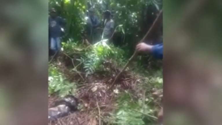 Ινδονησία: Τεράστιος πύθωνας καταβρόχθισε 54χρονη γυναίκα - Την έβγαλαν από μέσα του [βίντεο]