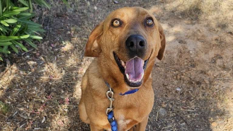 Ο Χάρης ήταν από τα πιο άρρωστα σκυλιά που πήρε το Save a Greek Stray από το κυνοκομείο Σπάρτης - Hταν απλά ένα θλιμμένο ράκος