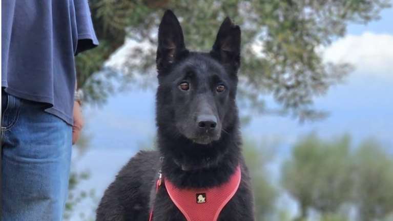 Save a Greek Stray: Χάθηκε η Μπέτυ. Κινείται Παπάγου - Χολαργό - Τι πρέπει να κάνετε αν τη δείτε