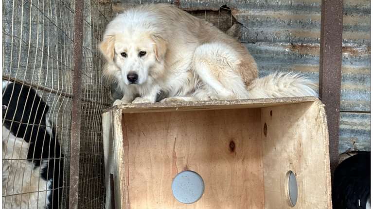 Πρόστιμα χιλιάδων ευρώ σε ιδιοκτήτρια για 54 σκυλιά - Φιλοξενούσε στο σπίτι της 16 και φρόντιζε άλλα 38