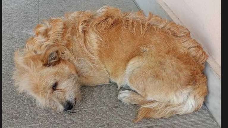 Συγκίνηση και θλίψη: Σκυλάκος περιμένει έξω από το Νοσοκομείο Τρικάλων τον άνθρωπό του που έχει πεθάνει - Ψάχνει σπίτι και αγάπη