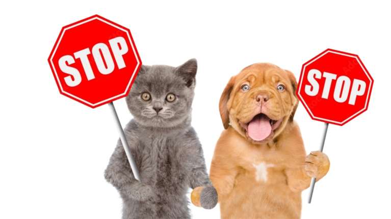 Δήμος Αγ. Δημητρίου: Προστατεύουμε τα ζώα - Σεβόμαστε τους φιλόζωους!