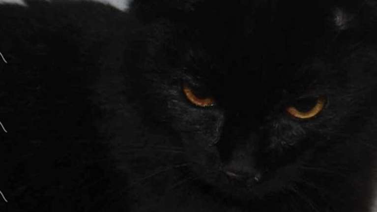 Ο Καραμέλο βρέθηκε μια νύχτα στην άσφαλτο, ένα μικρό κουβαράκι σχεδόν ετοιμοθάνατο