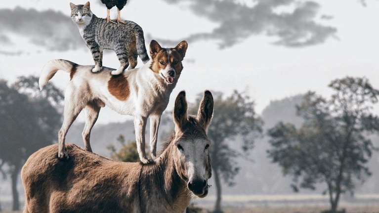 Νομοσχέδιο για τα ζώα: Εθνικό Μητρώο για δεσποζόμενα και ηλεκτρονικό βιβλιάριο - Τι προβλέπεται για τα αδέσποτα - Οι 10 άξονες