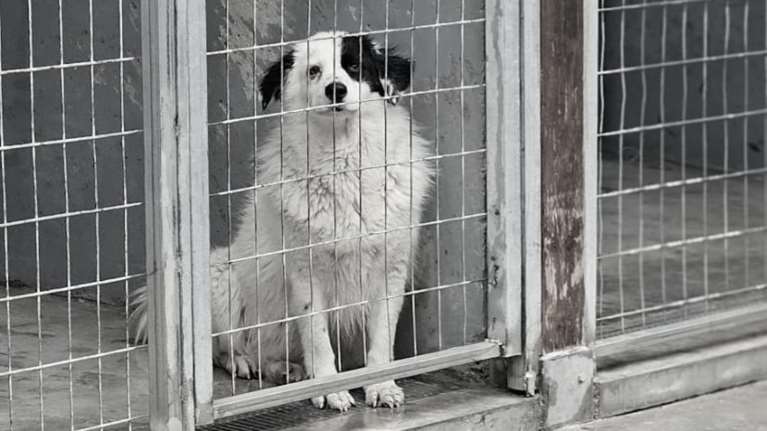 Γιατί πολλές υιοθεσίες καταλήγουν σε αποτυχία και σε επιστροφή του σκύλου στο καταφύγιο μέσα σε μόλις λίγες ημέρες