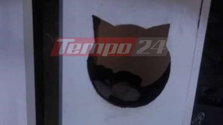 Πάτρα: Εκρυβε τα ναρκωτικά στο... τριώροφο γατόσπιτο