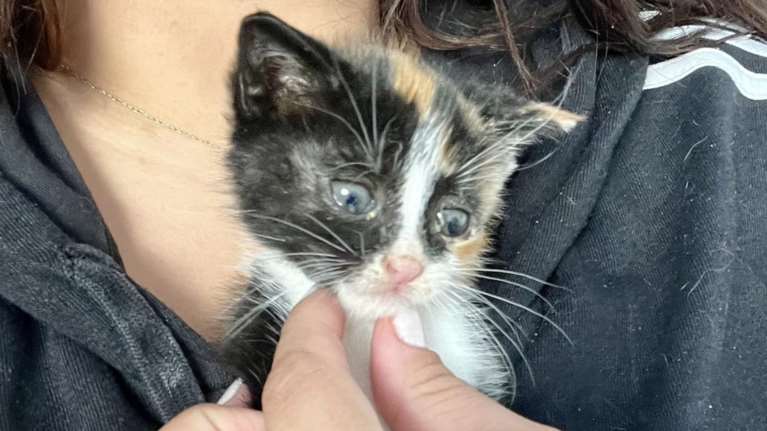 Μια χούφτα πλασματάκι ανάμεσα σε κάδο σκουπιδιών και σε αυτοκίνητα που περνούσαν ξυστά δίπλα του