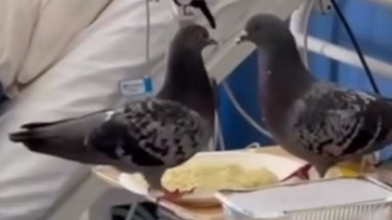 Καταγγελία γιατρού: Περιστέρια τρώνε το φαγητό ασθενούς σε νοσοκομείο [βίντεο]