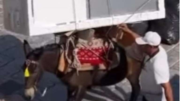 Επιμένει ο δήμαρχος  Υδρας για τα γαϊδουράκια: Γίνεται 200 χρόνια στο νησί - Δεν υπάρχει καμία παραβίαση