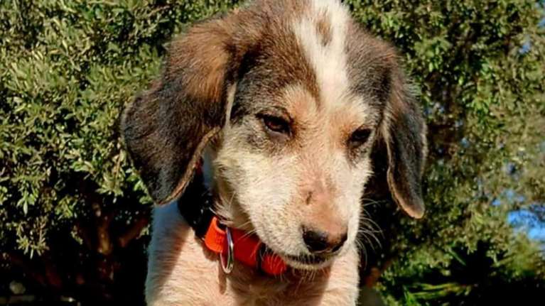 Ο θλιμμένος Κέβιν ζωντάνεψε και μεταμορφώθηκε σε ένα πανέμορφο καλόκαρδο κουτάβι