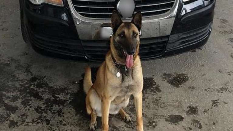 Εβρος: Η σκυλίτσα Λάικα εντόπισε κρυμμένα 27 κιλά κάνναβης [εικόνες]