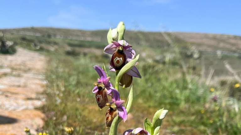 Μυτιλήνη: Άνοιξη με άγριες ορχιδέες στη σκιά απολιθωμένων κορμών ηλικίας 20 εκατομμυρίων ετών