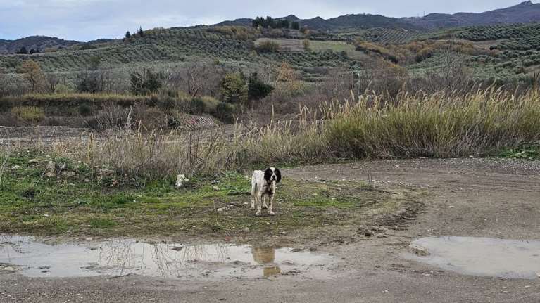Η σκληρή πραγματική ιστορία παραμονή Χριστουγέννων ενός αδέσποτου σκύλου από το Save a Greek Stray