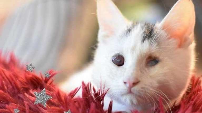 Cotton: Πώς είναι για ένα μωρό που δεν βλέπει να ζει στο δρόμο;