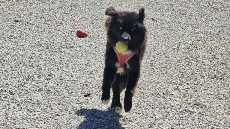 Αν σας αρέσουν τα μαλλιαρά αρκουδοσκυλάκια στο Save a Greek Stray έχουν ένα