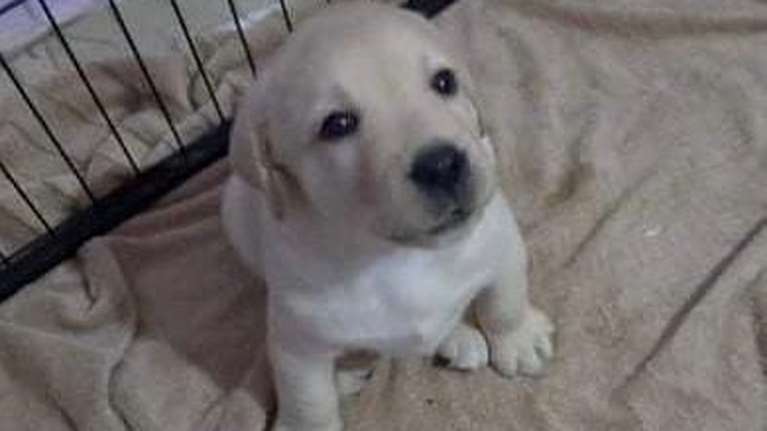 Μεγάρου Μαξίμου: Το πρωθυπουργικό γραφείο υιοθέτησε σκύλο που θα γίνει οδηγός τυφλού