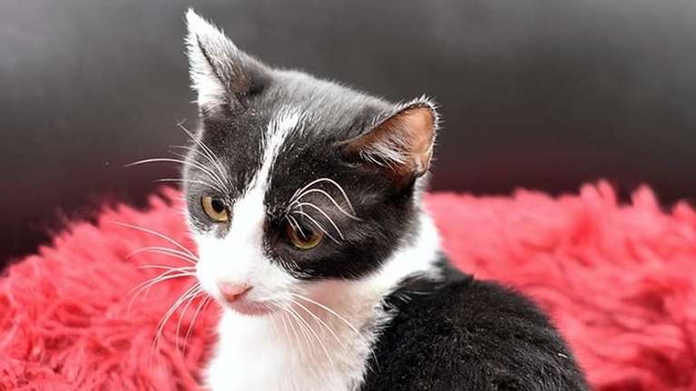 Το παρελθόν του Σίλα είναι σκοτεινό: Μόλις 4 μηνών έσερνε τα δύο πίσω πόδια και προσπαθούσε να διασχίσει τον δρόμο