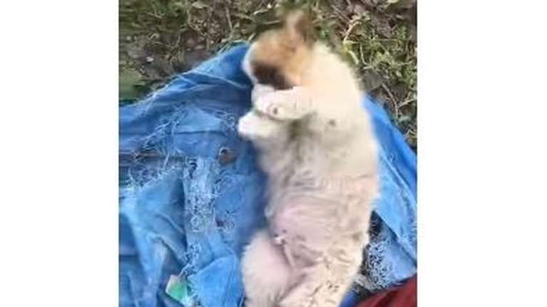 Ενα αρκουδένιο μωρό μας έχει ανάγκη