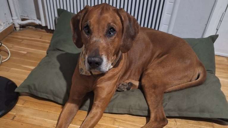 Ο Φαήλος Κρανιδιώτης αποχαιρετά τον πιο πιστό του φίλο: Το δύσκολο &quot;αντίο&quot; στον Ράινο - &quot;Αξεχώριστο μέλος της οικογένειάς μας&quot;