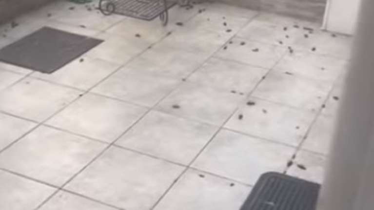 Απρόσμενη έκπληξη στη Λάρισα: Άνοιξε την πόρτα και βρήκε δεκάδες κατσαρίδες - Το βίντεο που έγινε viral