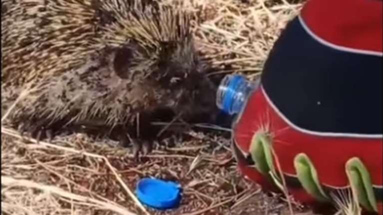 Κιλκίς: Η συγκινητική στιγμή που πυροσβέστης δίνει νερό σε σκαντζόχοιρο μετά από πυρκαγιά