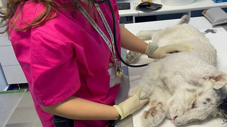 Εγινε ευθανασία στο λευκό τιγράκι - &quot;Εσπαγαν τα πλευρά του ακόμα και με μικρές κινήσεις&quot;