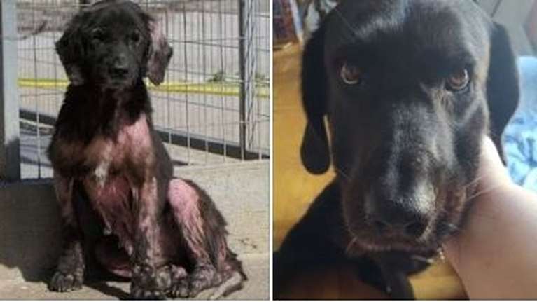 Η ελπίδα δεν πρέπει να χάνεται ποτέ: Η Εκάβη, η ηλικιωμένη, φοβική σκυλίτσα που έλιωνε σε κυνοκομείο υιοθετήθηκε