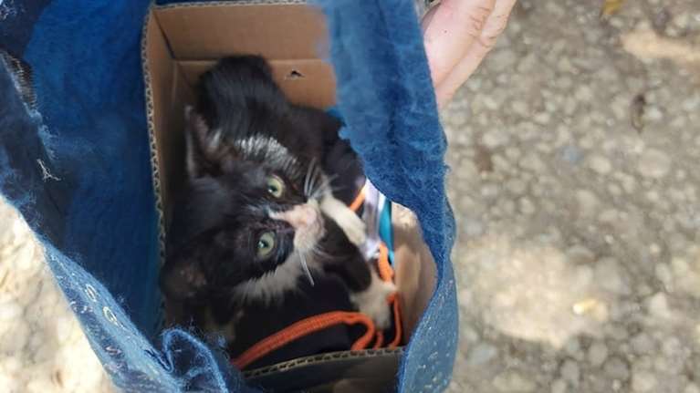 Η ιστορία του River από τη Σουμάτρα: Η προσπάθεια να σωθεί από Ελληνίδα που πήγε διακοπές