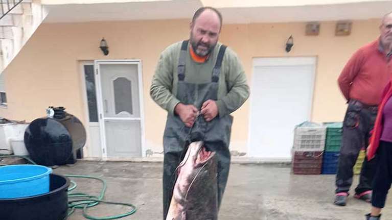 Ενας ψαράς από την Κοζάνη έβγαλε ψάρι... 92 κιλών από τη λίμνη [εικόνα]