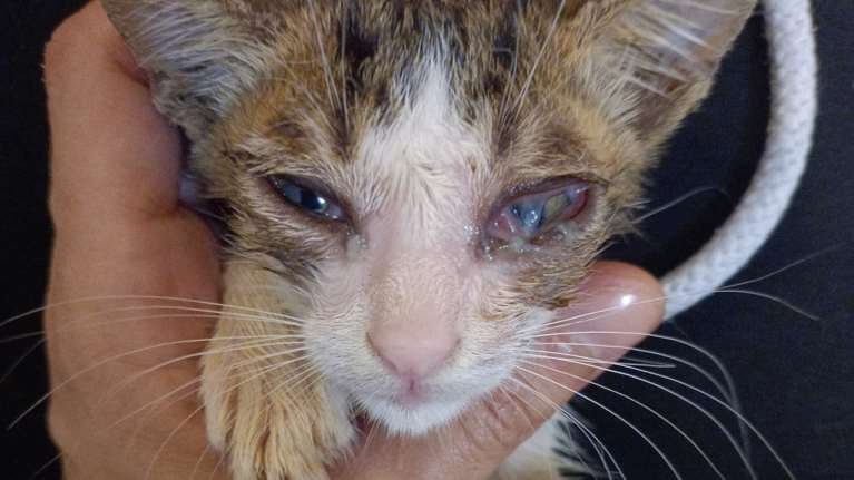 Το γατάκι του φρεατίου μάς χρειάζετε: Πώς μπορούμε να βοηθήσουμε ακόμη και με μια κοινοποίηση