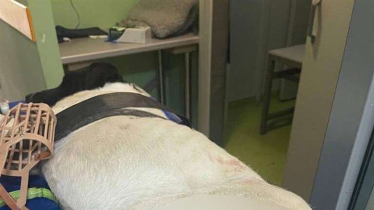 Νέα κτηνωδία στη Χίο: Πυροβόλησαν με δυο σφαίρες αδέσποτο σκυλί στο Πυργί - Σε κρίσιμη κατάσταση