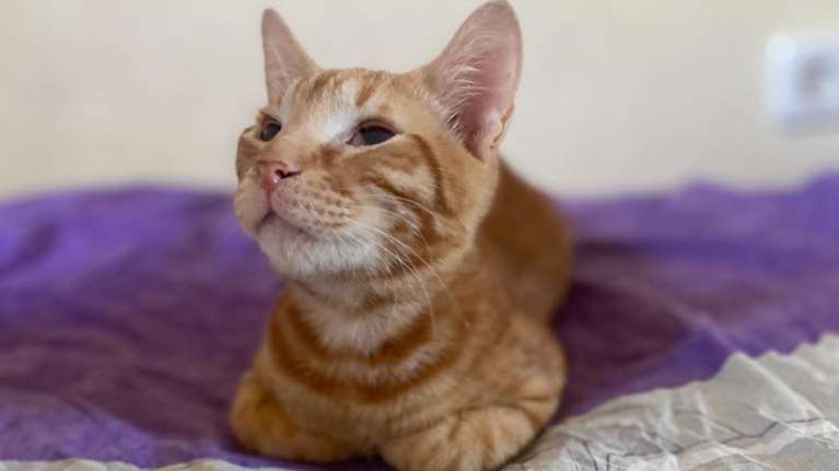 Σώστε ένα αδεσποτάκι: Μην προσπεράσετε τον Σάνι - Είναι 5 μηνών και θέλει μόνο χάδια