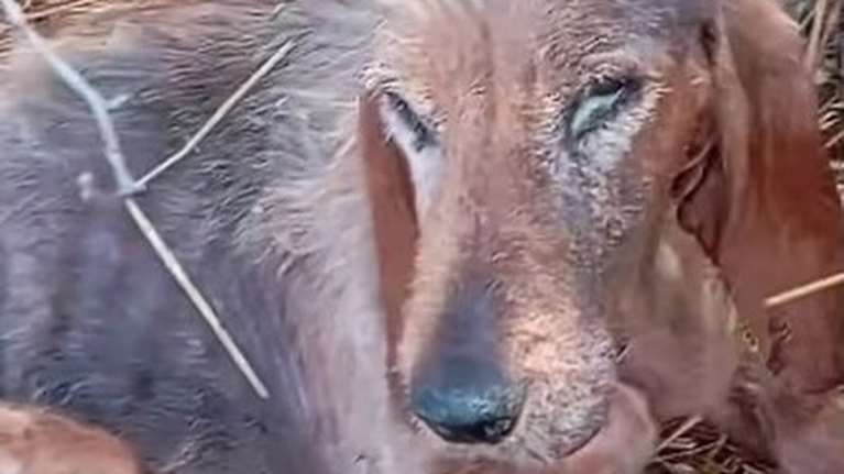 Δημοτικό καταφύγιο Τρίπολης: Ξοδεύονται τεράστια ποσά αλλά τα ζώα υποφέρουν