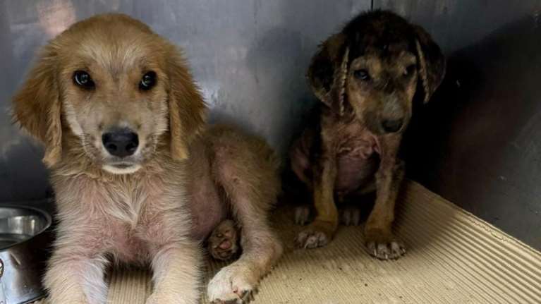 Το ένα είναι μια σταλιά, το άλλο τουλάχιστον διπλάσιο - Την πιο όμορφη ηλικία τους θα την περάσουν σε κλουβί