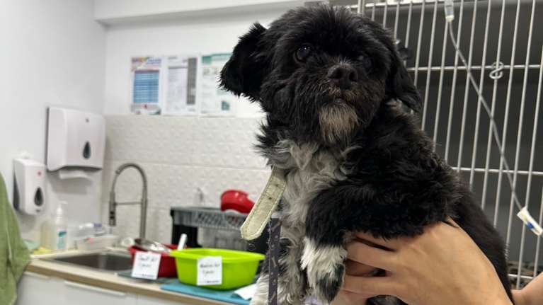 &quot;Φιλόζωες&quot; έκαναν γύρα τα κτηνιατρεία για να κάνουν ευθανασία στον σκύλο τους, επειδή γέρασε: &quot;Θα βρούμε αλλού&quot;