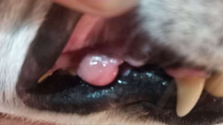 Ο Σέρχι διαγνώστηκε με επουλίδα: Τι είναι το  νεόπλασμα της στοματικής κοιλότητας του σκύλου