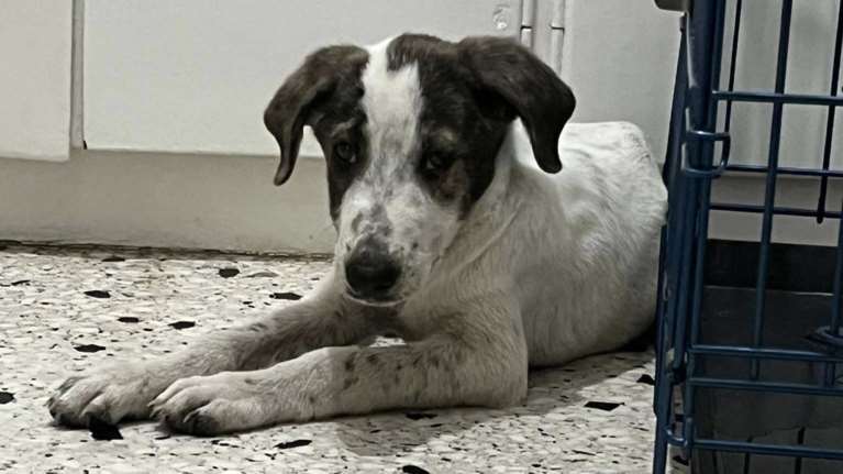 Ο Cream είναι στην κυριολεξία γλύκας: Λίγο συνεσταλμένος, λίγο ντροπαλός, ένας κούταβος που θα γίνει πρίγκιπας