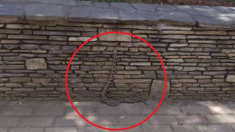 Αναστάτωση  στην Αλεξανδρούπολη: Οχιά έκοβε βόλτες σε πάρκο με παιδιά [εικόνες]