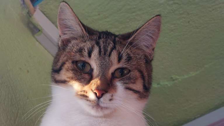 Σώστε ένα αδεσποτάκι: Η Εμιλυ, ένα γενναίο γατάκι που σώθηκε από τις καταστροφικές πλημμύρες στην Καρδίτσα