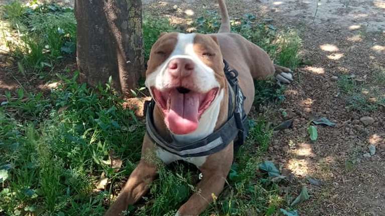 Γαλάτσι: Ελεύθερος με περιοριστικούς όρους ο αστυνομικός που σκότωσε το πίτμπουλ