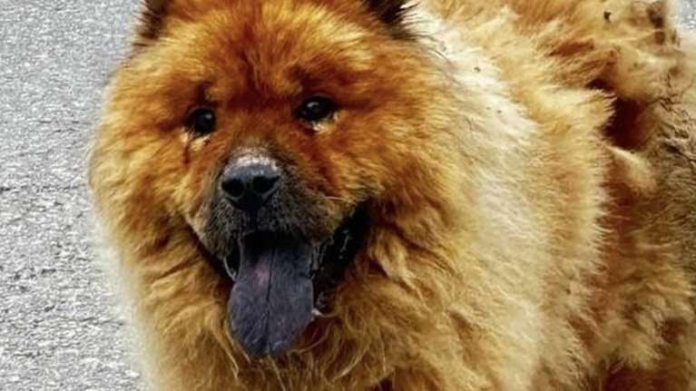 Απίστευτη κτηνωδία στα Χανιά: Έριξαν καυστικό υγρό στην πλάτη σκύλου -  Αναζητείται φιλοξενία